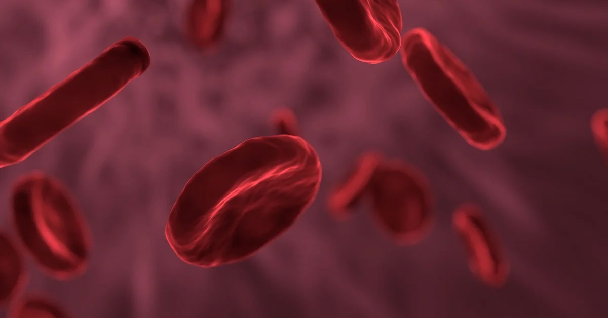 A rendering of blood cells