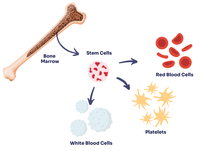 A diagram showing that stem cells are made inside bone marrow. Stem cells then form red blood cells, platelets and white blood cells.