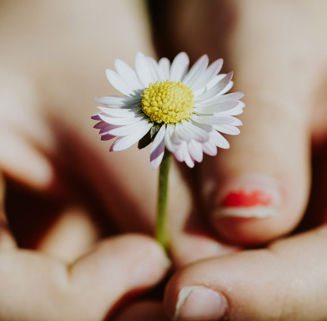 A person holding a small flower in both hands.