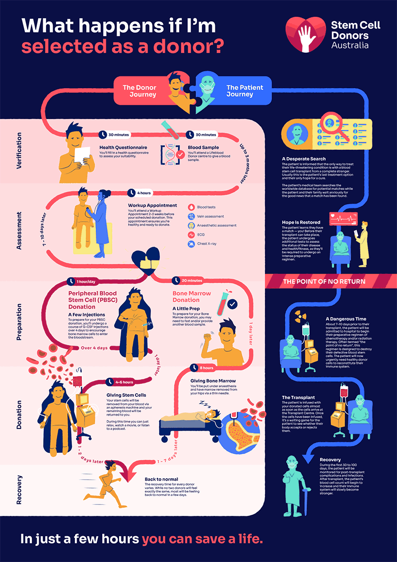 The time it takes to donate blood stem cells