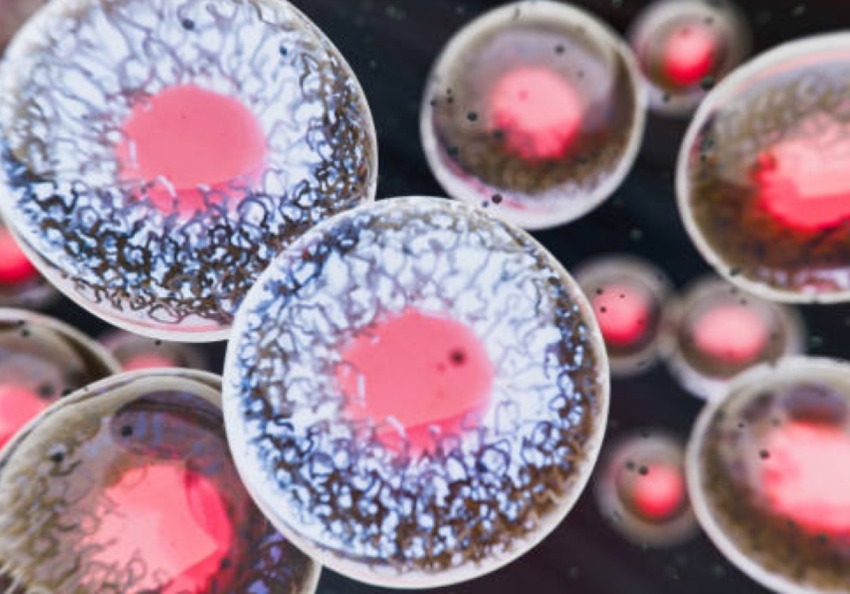 image_stem_cell
